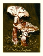 carte postale moussus galères marginées